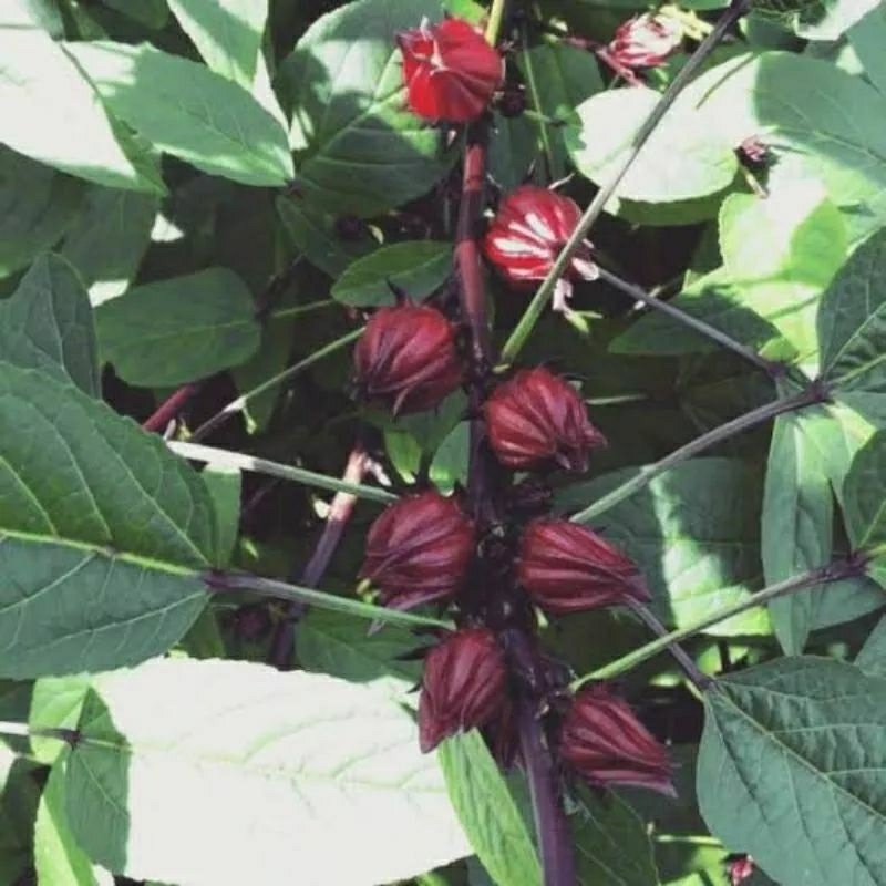 8 biji bibit/benih rosella ungu