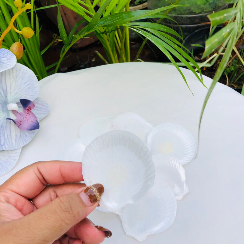 KERANG PUTIH CANGKANG