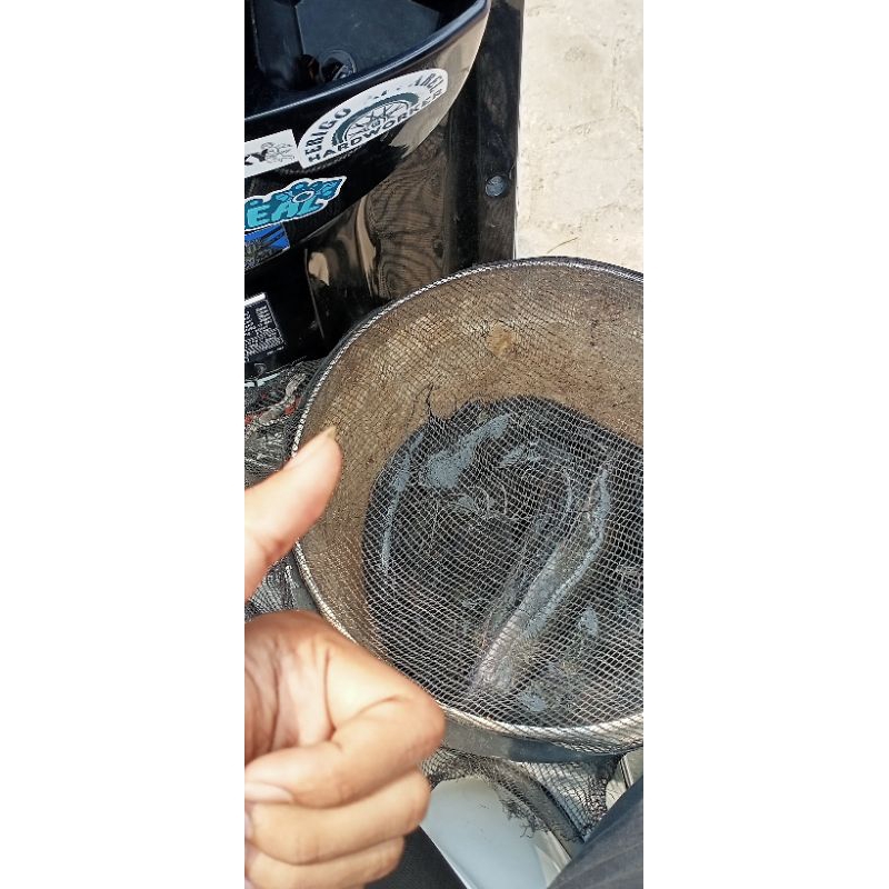 

Ikan lele hasil ternak sendiri