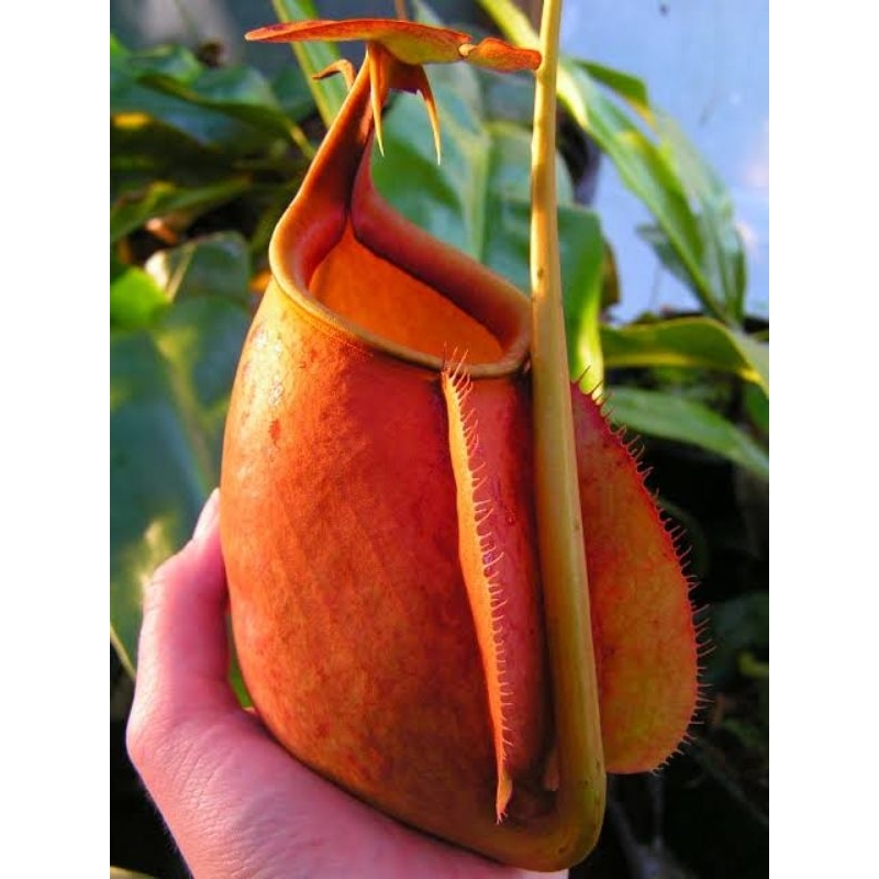 Kantong Semar Nepenthes Bicalcarata (Tanaman Karnivora/Tavor BERTARING)