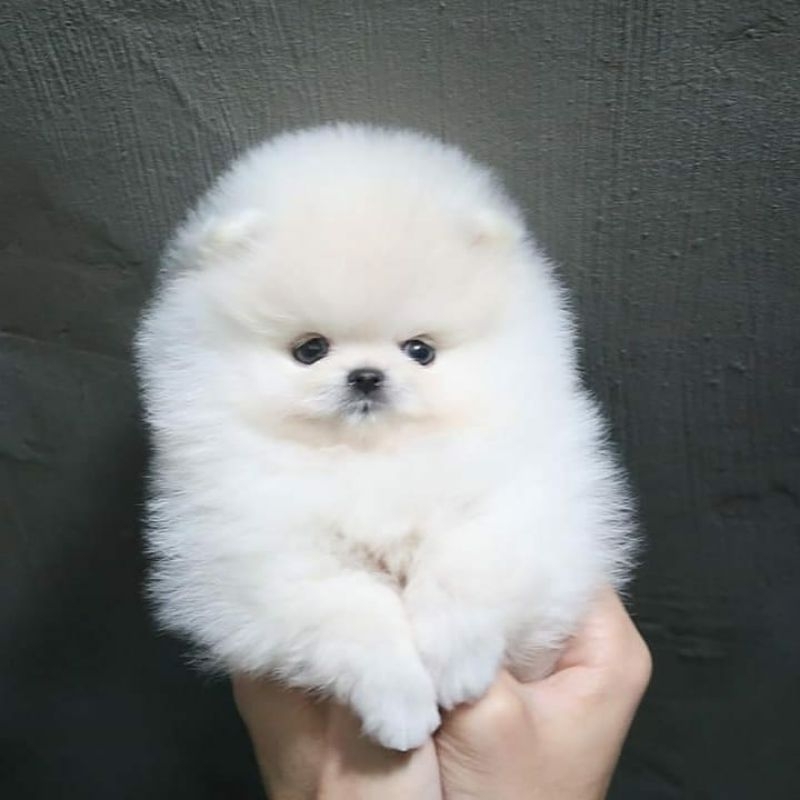 Anjing hot sale pomeranian mini