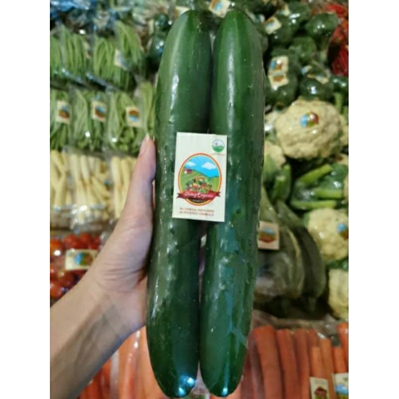 timun jepang 1kg