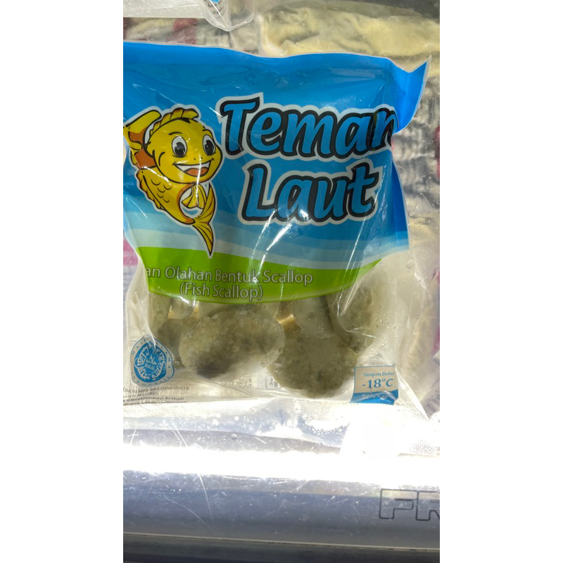 

scallop teman laut
