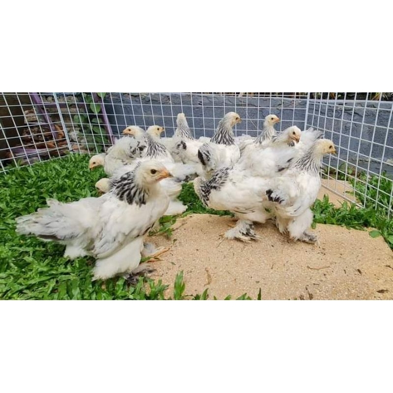 Anak Ayam Brahma Anakan Bandung