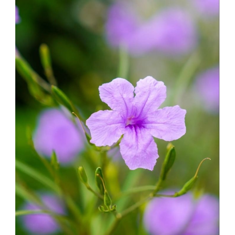 tanaman ruellia tegak - tanaman bunga ruellia - ruellia bunga ungu