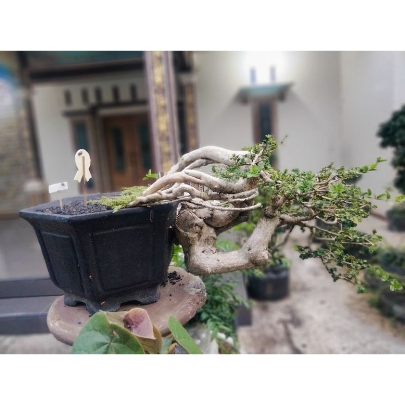 Bonsai wacang extrime medium semi casade