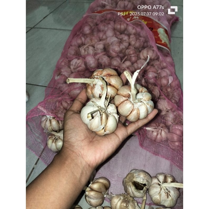 

bawang putih
