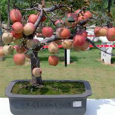 bibit buah apel fuji cangkok