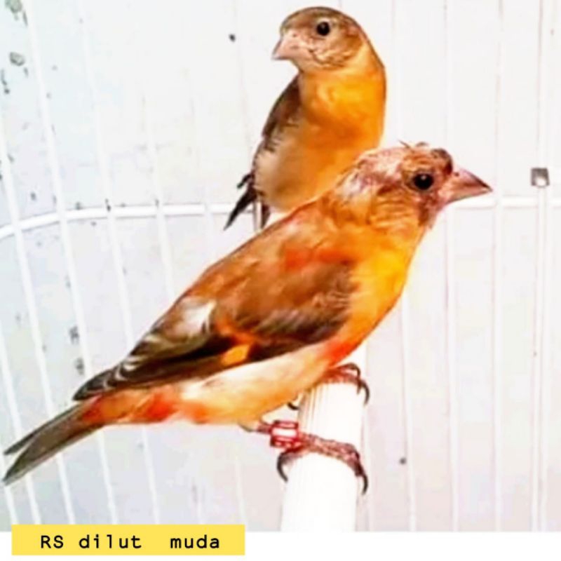 burung red siskin double dilute red siskin DD jantan