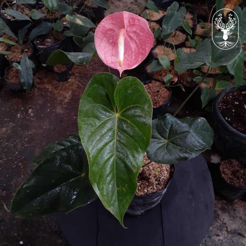 Tanaman Hias Bunga Anthurium Mickey Mouse Pink Besar (SUDAH BERBUNGA)