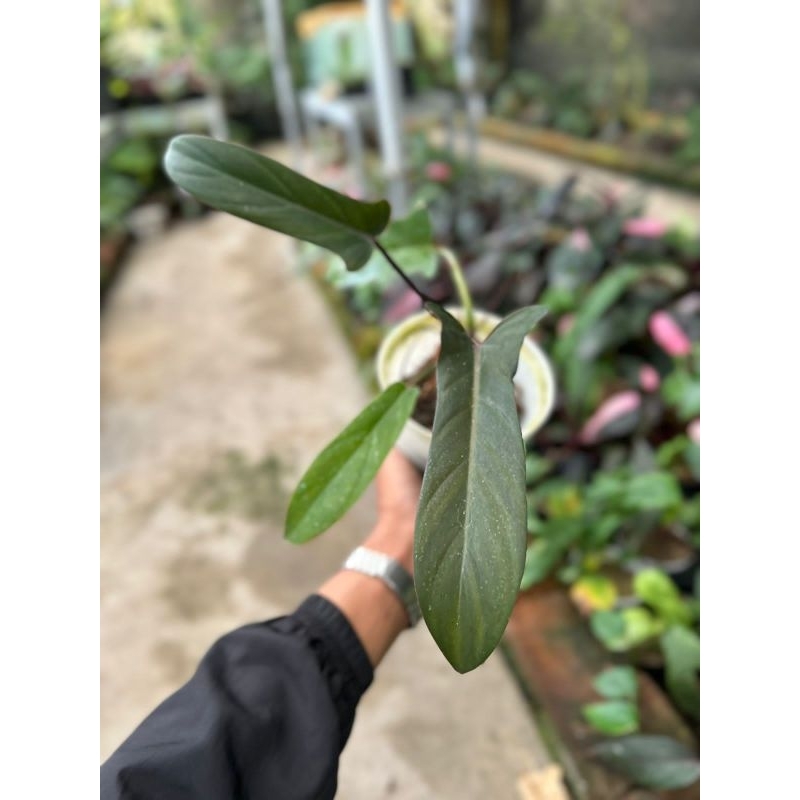 philodendron florida bronze real pict