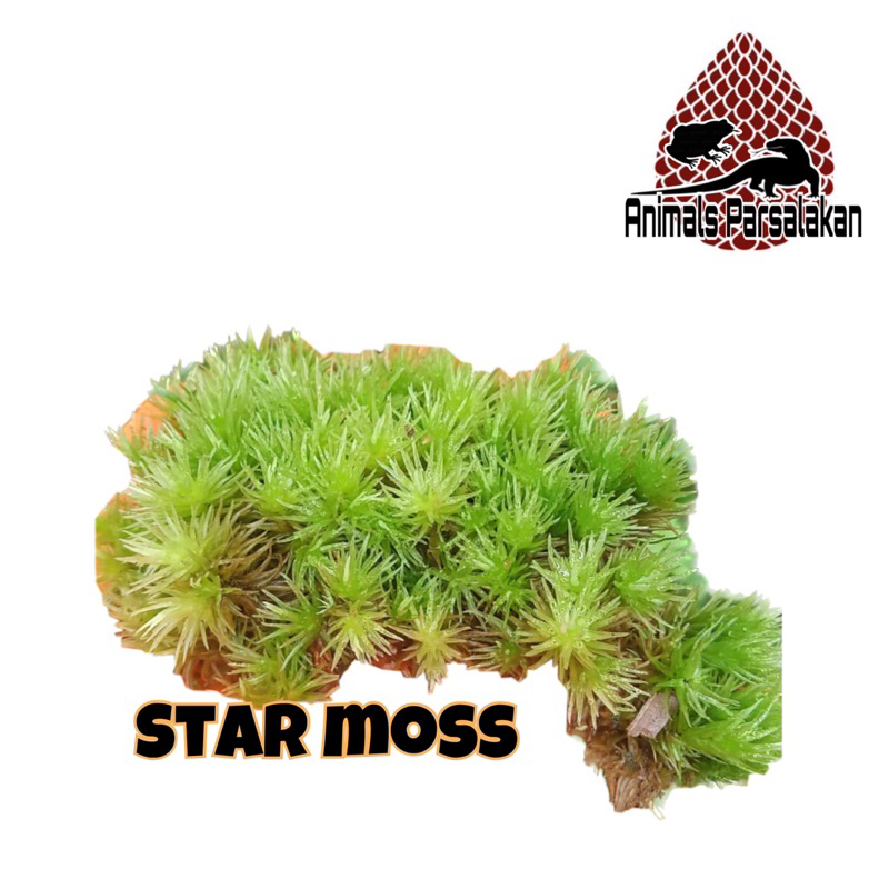 Star moss Paludarium vivarium biotope