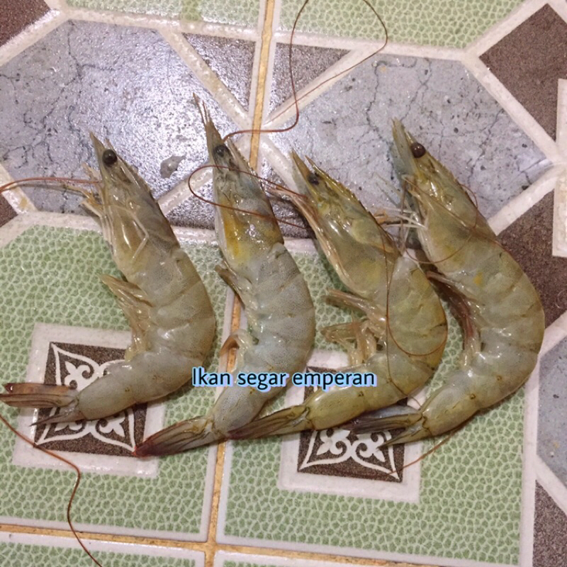 

Udang Vanami