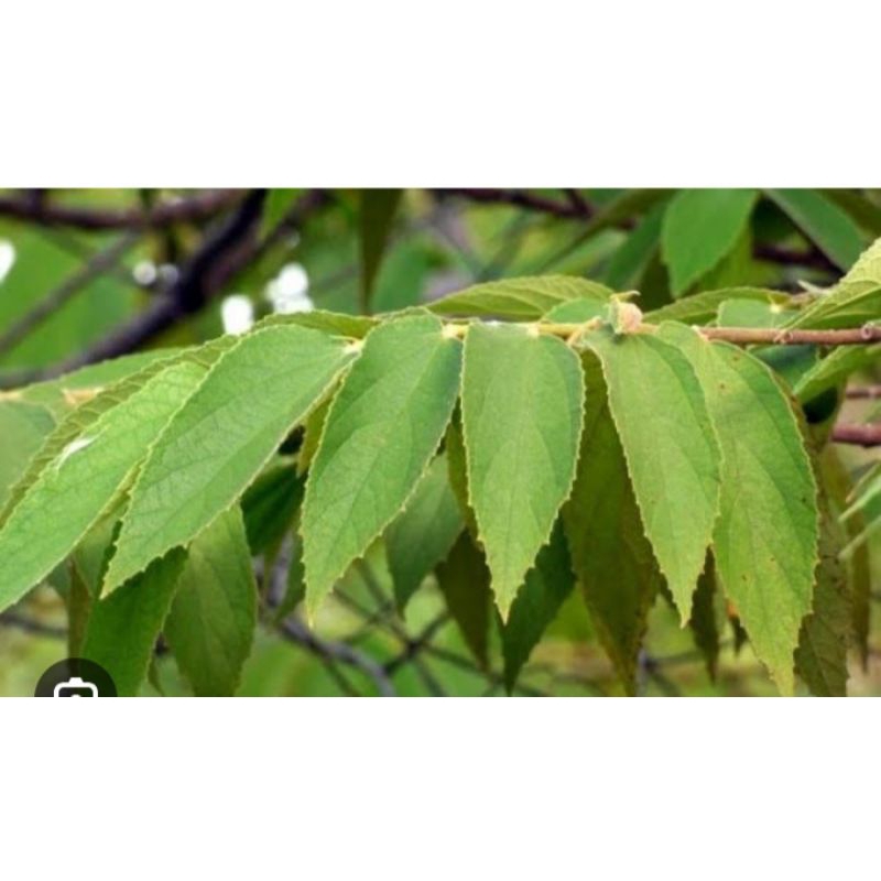 

daun kersem fres 100gr