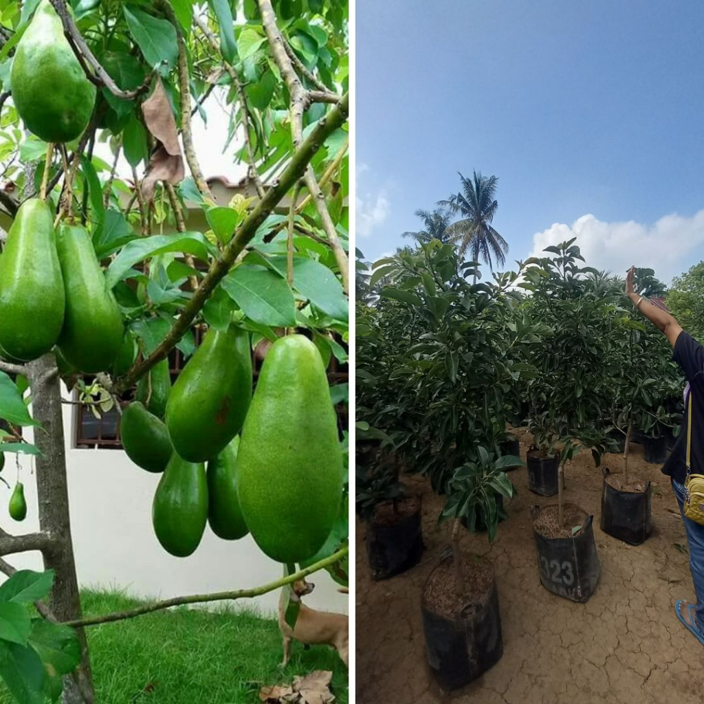 Bibit Alpukat Aligator 1 Meter