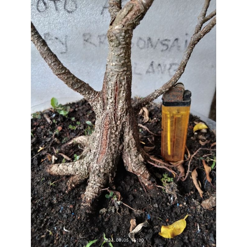 Bahan Bonsai Kimeng (program)