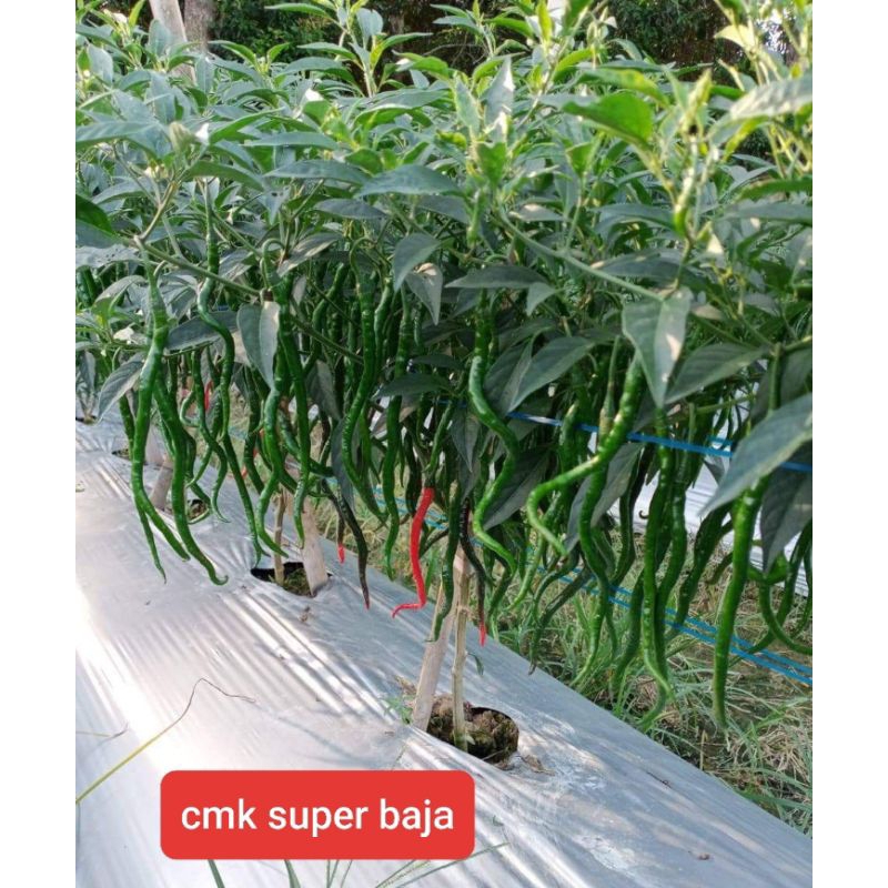 BENIH CMK SUPER BAJA PREMIUM ORIGINAL