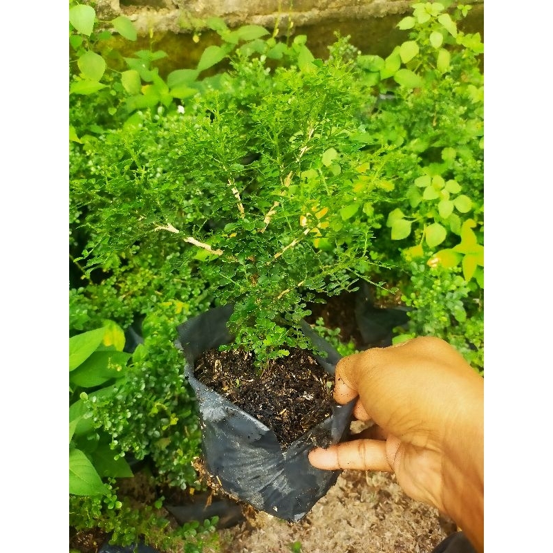kemuning mikro