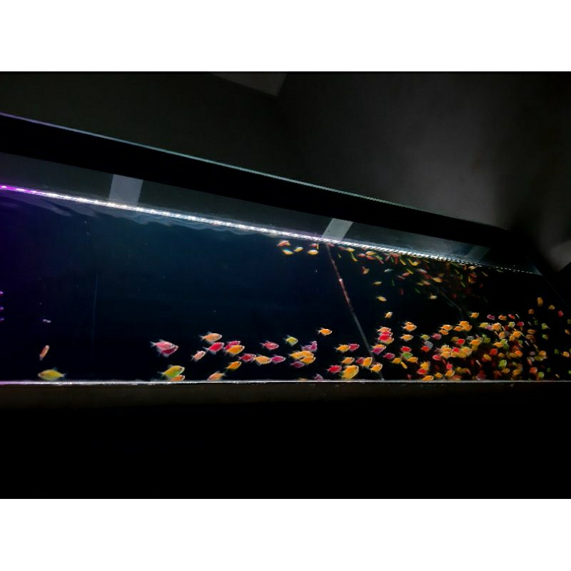 

ikan 1