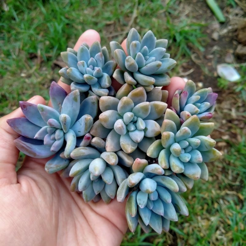 Sukulen Francesco Baldi Ungu /Biru