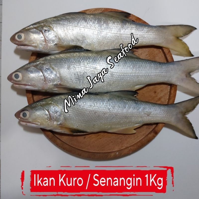 

Ikan Kuro / Senangin 1KG / FREE SUDAH DIBERSIHKAN