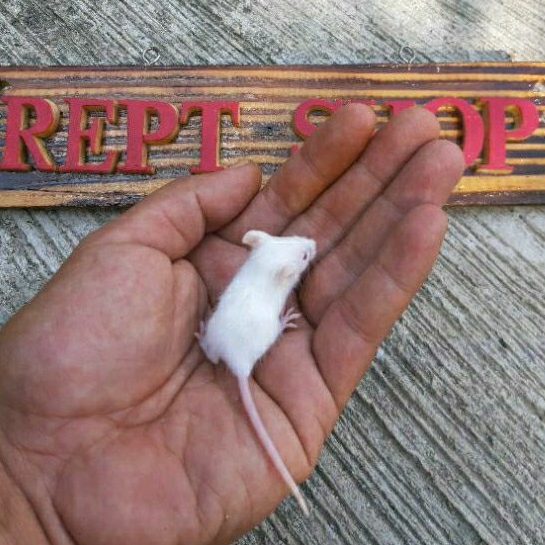 Tikus Putih Mencit