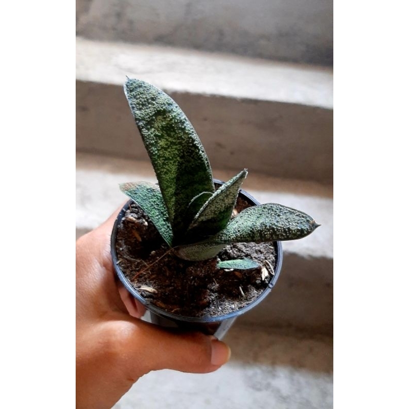 Gasteria Batesiana Green // Gasteria Badak Hijau