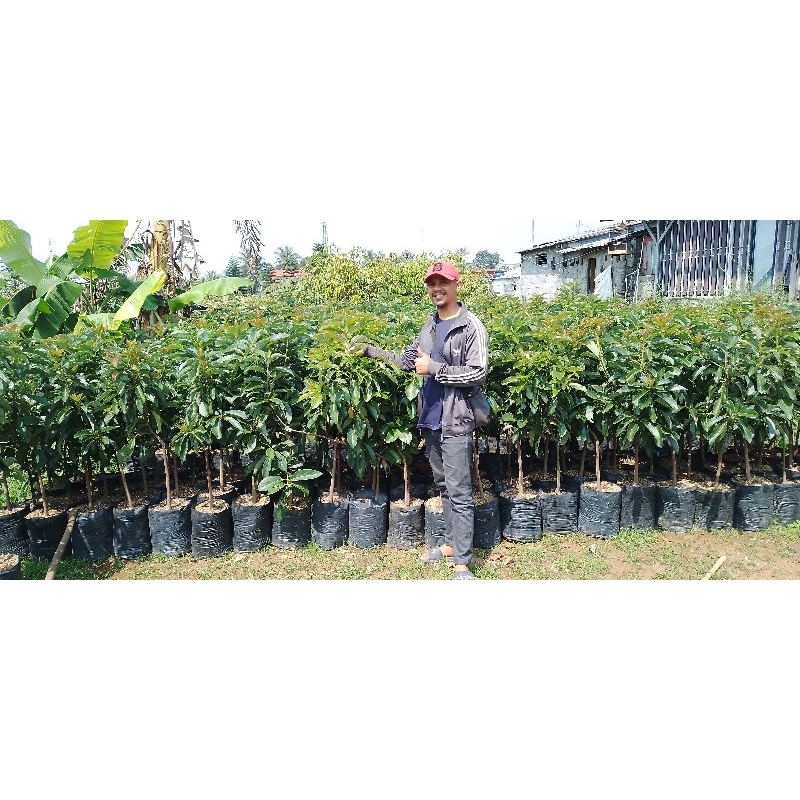 apokat unggulan jenis miki, aligator, kendil