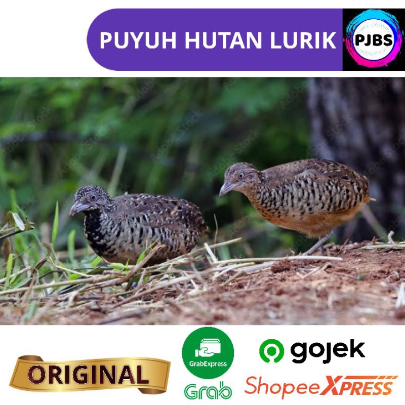 BURUNG PUYUH HUTAN BIMA LURIK SEPASANG JANTAN BETINA bukan gonggong