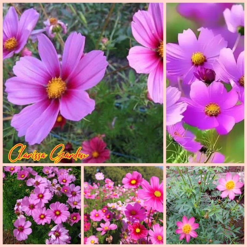 BIJI/BENIH BUNGA KENIKIR UNGU/KENIKIR LALAP