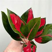 tanaman hias aglaonema / aglonema Red Kochin / camelon / tembaga