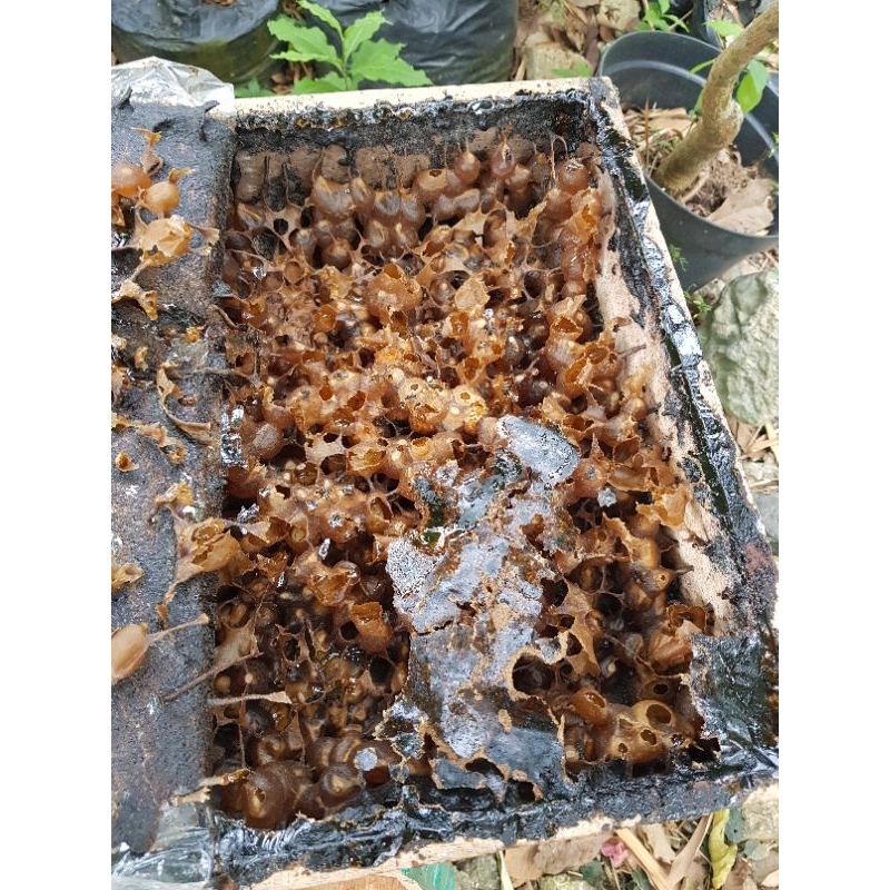 

Madu kelulut murni 250 ml