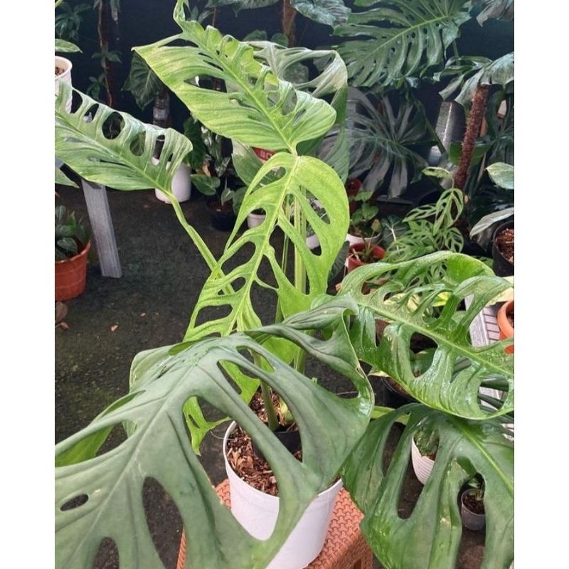 tanaman hias janda bolong daun jumbo