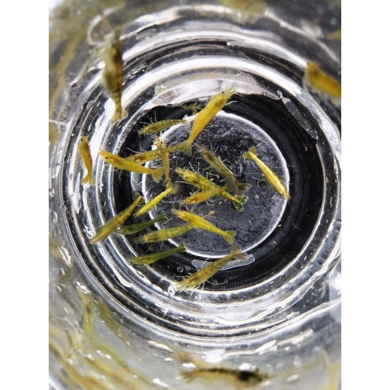 Udang Hias Aquascape Green Huk Jenis Udang Neocardina Indukan 25 Ekor