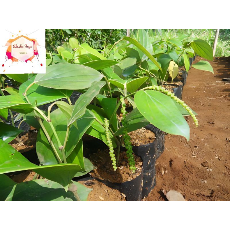 

Bibit Lada Perdu | Bibit Tanaman Dapur