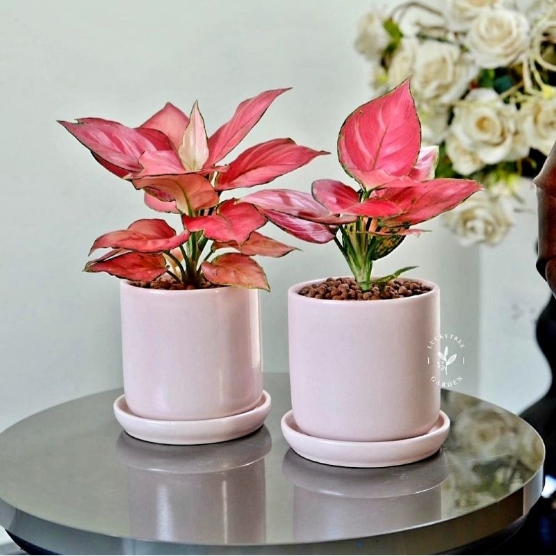 Aglonema Pink Katrina Super Pink Roset Tanaman Hias Bunga Aglaonema Murah Merah BUKAN bonggol bibit - tanaman hias hidup - bunga hidup - bunga aglonema - aglaonema merah - aglonema merah - aglonema murah - aglaonema murah