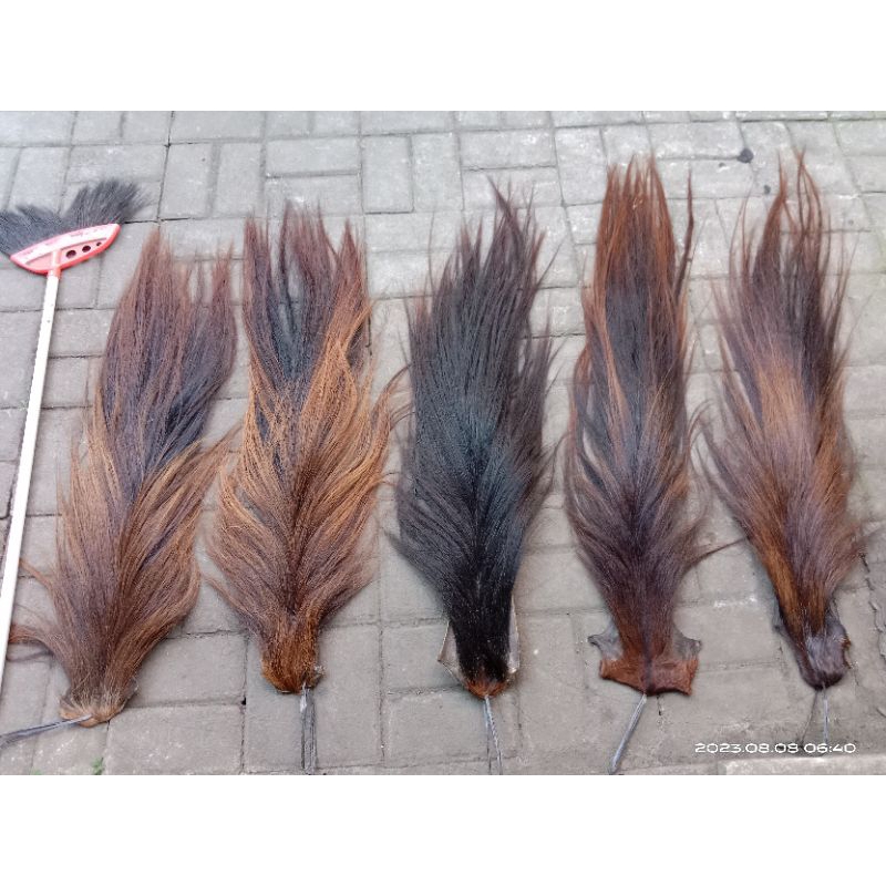 rambut kuda ekor kuda buntut jaran