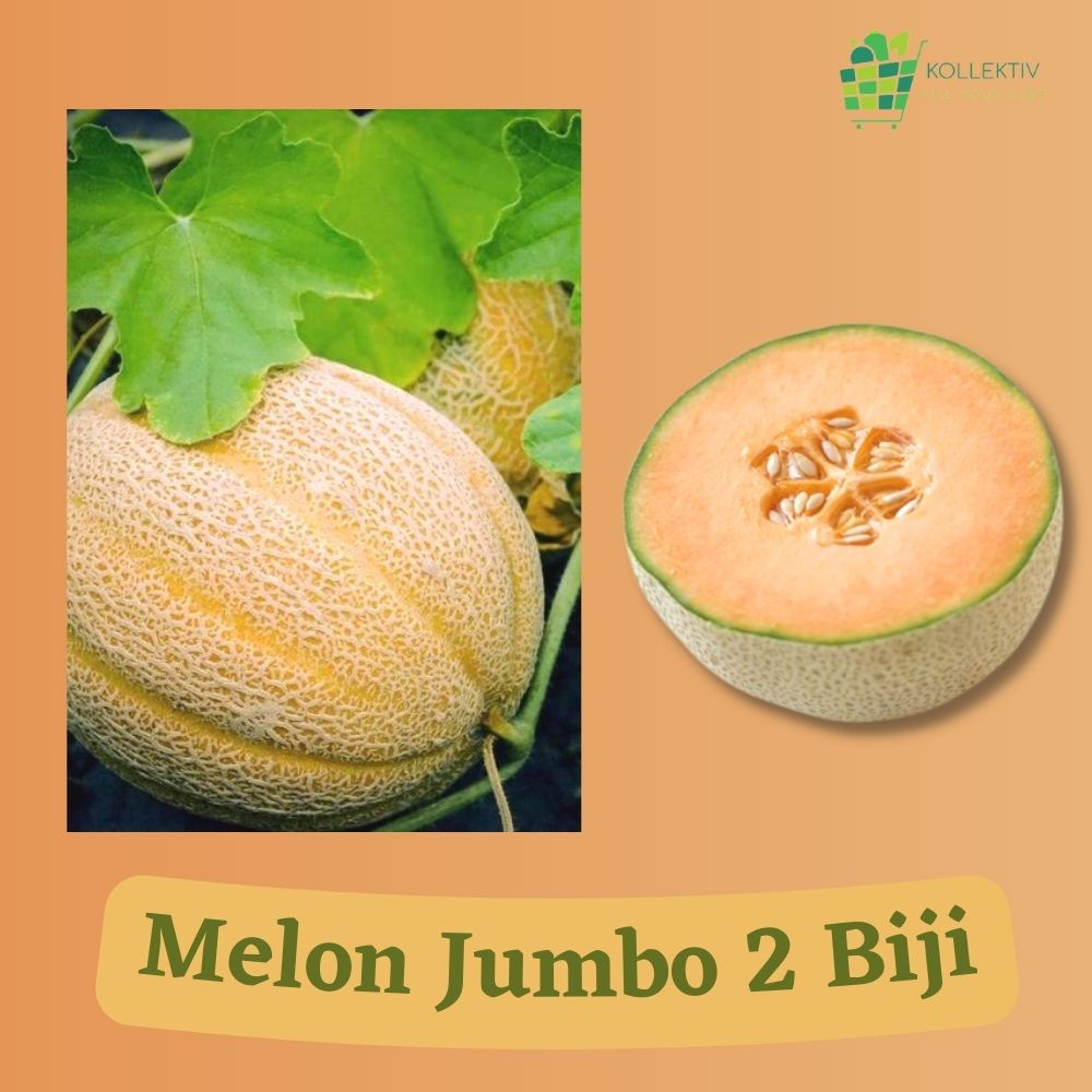 Bibit Melon Jumbo / Benih Buah