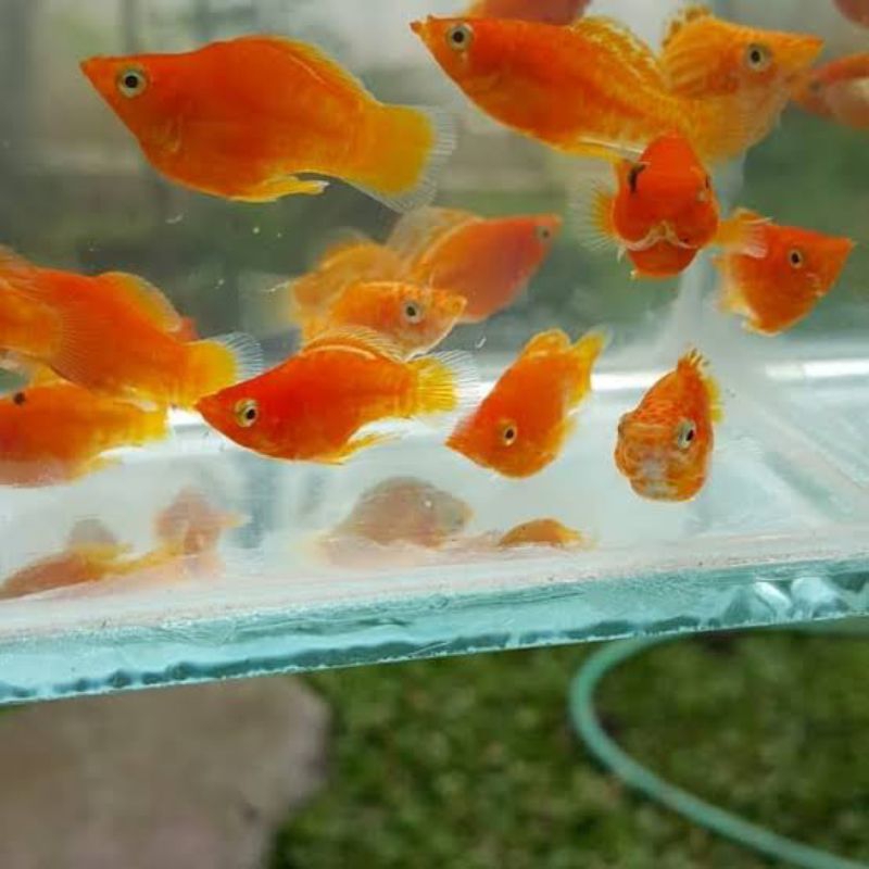 Hiasan Aquarium Ikan Molly Balon Orange Hitam Marble Platinum