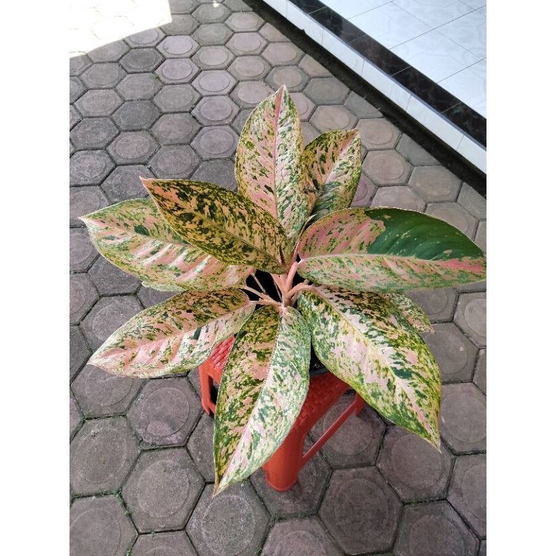 tanaman hias Sri rejeki jenis agloenema butterfly ukuran besar