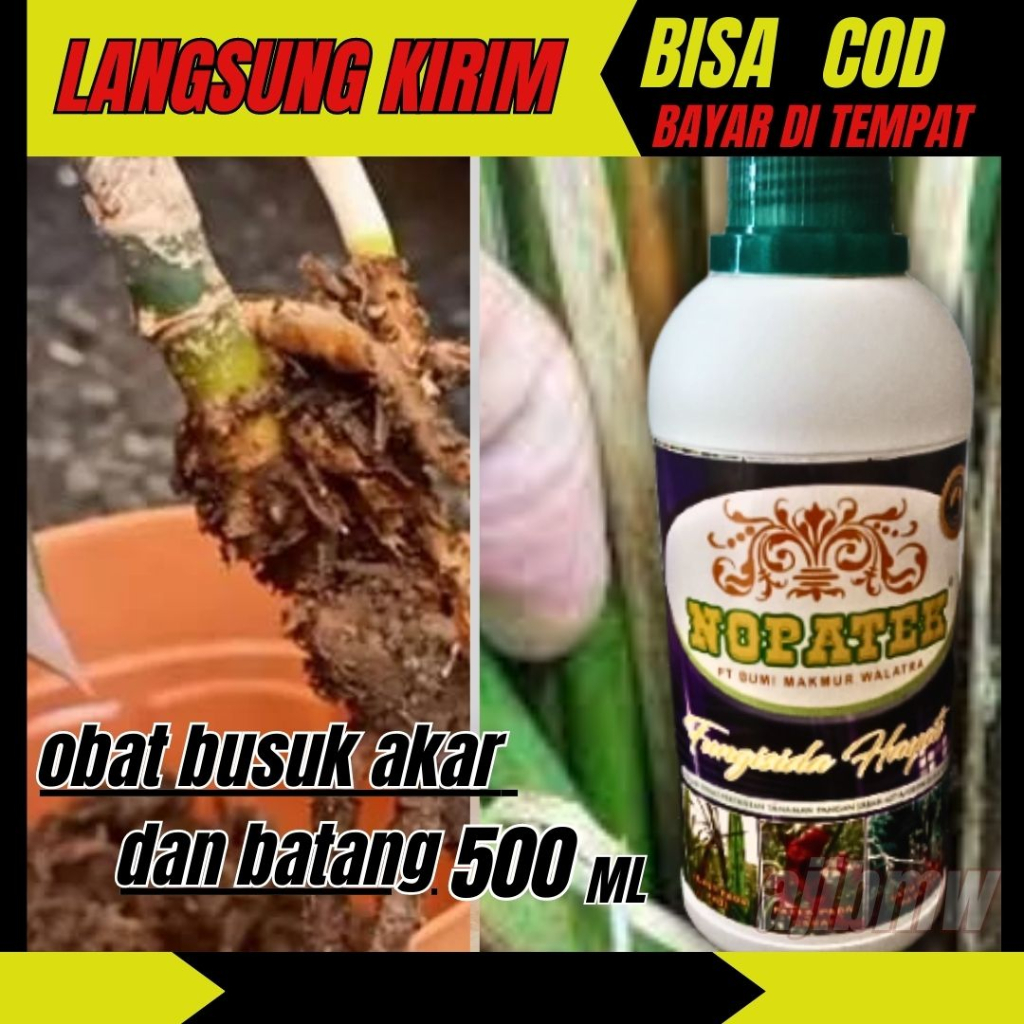 obat busuk akar dan batang tanaman fungisida nopatek hayati ampuh untuk cabe tomat sayuran sawi jagu