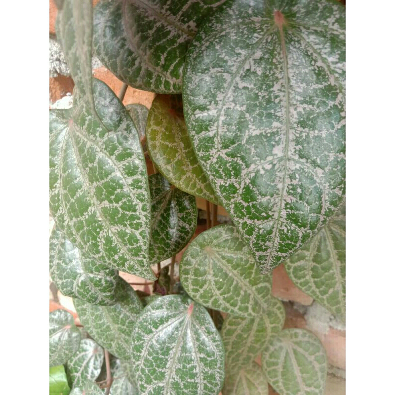 

sirih merah segar (17 lembar)