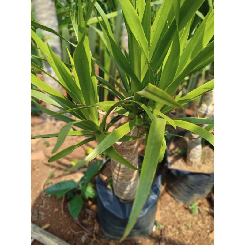 PANDAN BALI BONSAI CABANG 3