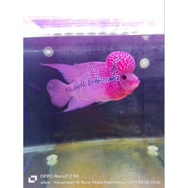 lohan srm srd louhan boomhead lohan jenong size 4 jari