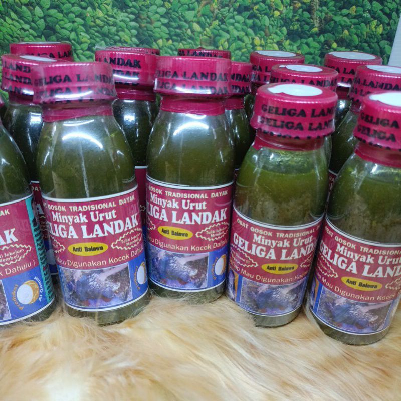 MINYAK URUT DAYAK GELIGA LANDAK
