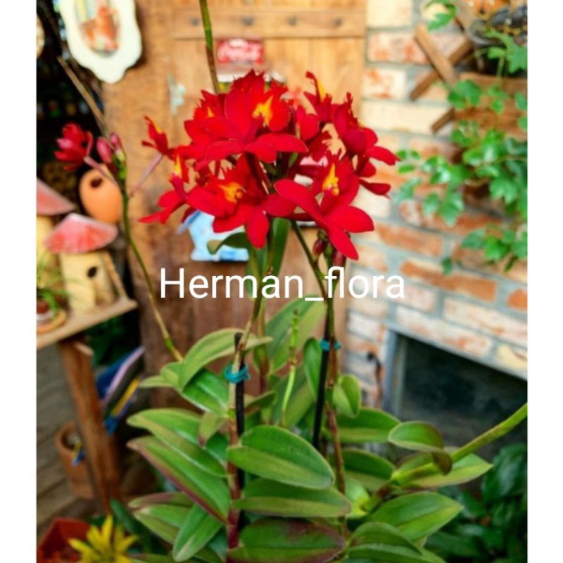 Bibit Tanaman hias anggrek epidendrum merah // anggrek merpati // anggrek tanah