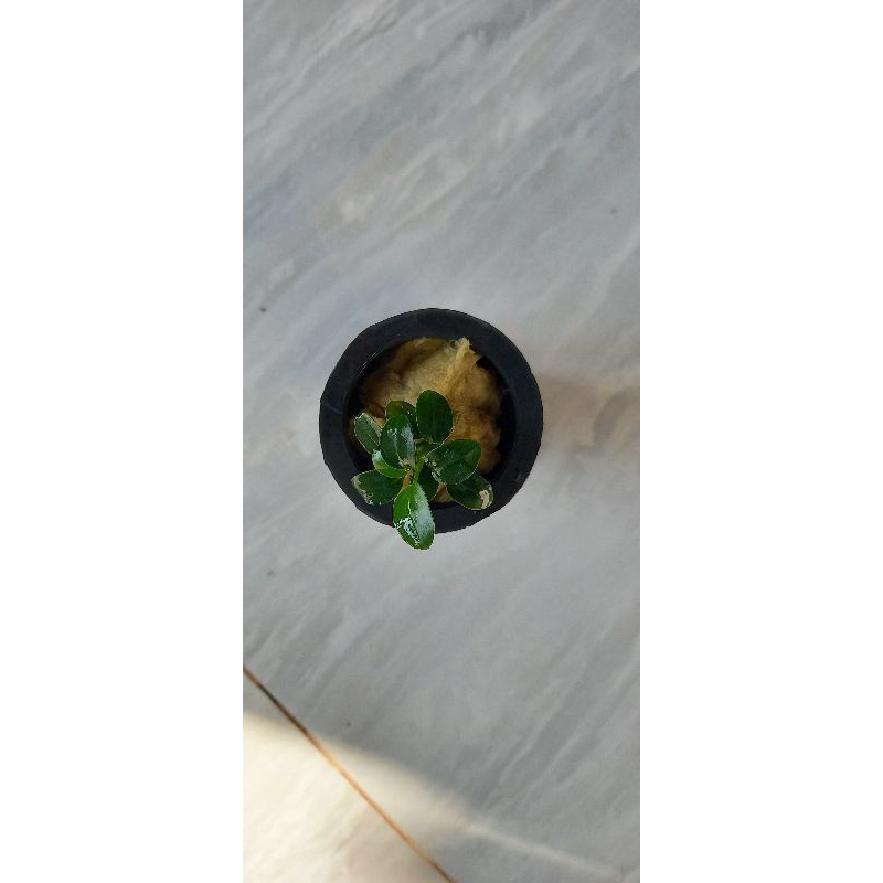 Anubias Petit ,Tanaman Aquascape