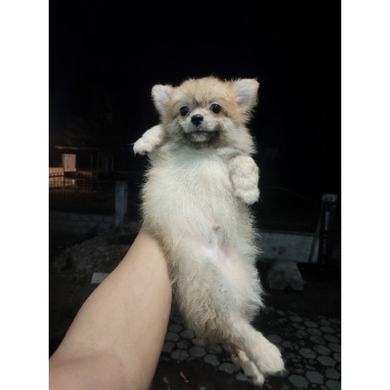 Pomeranian jantan