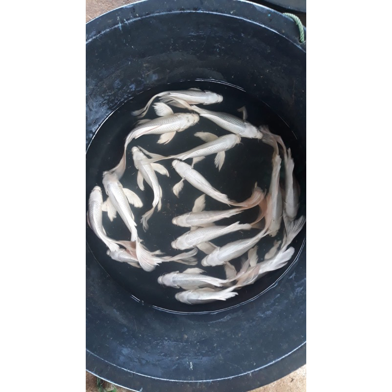 

IKAN FISH KOI METALIK 20 CM