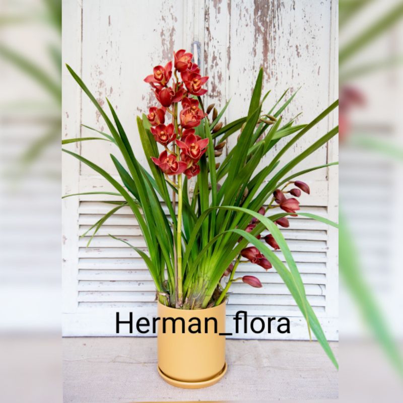 Bibit tanaman hias anggrek Cymbidium merah // anggrek tanah